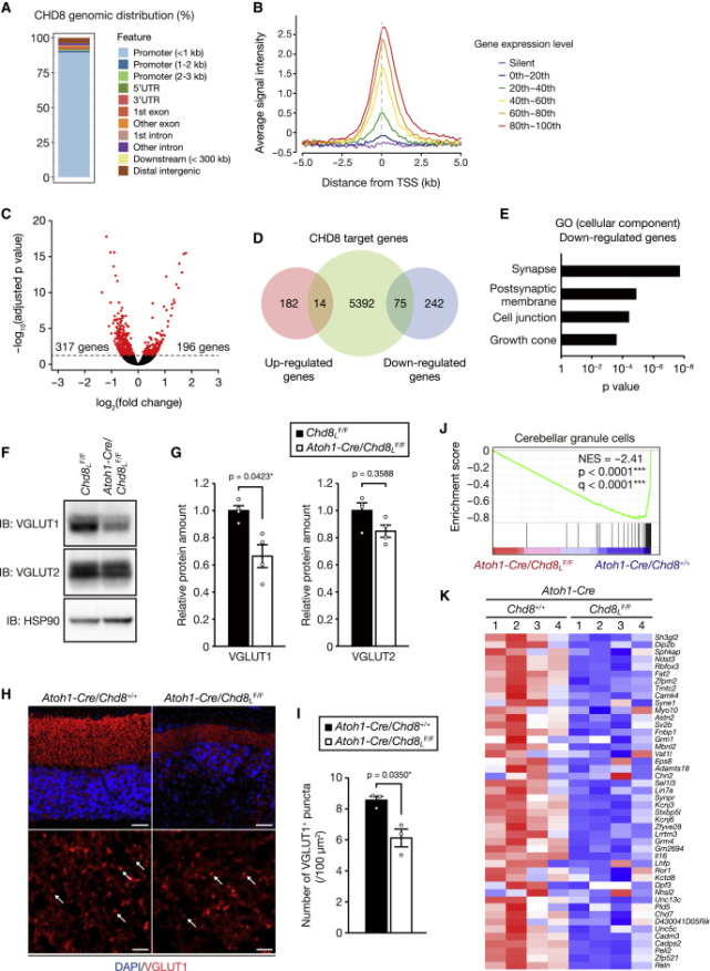 Cell 子刊：自闭症相关明星蛋白CHD8是小脑发育和运动功能所必需的_腾讯新闻