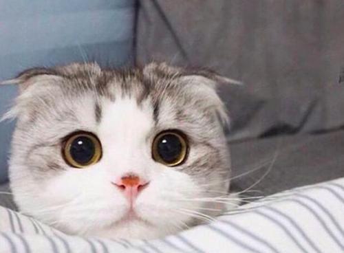 周扬青发文不让大家养折耳猫，难道折耳猫也有致命弱点？_腾讯新闻