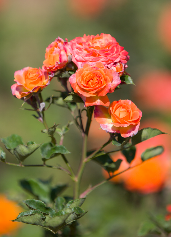 七彩西昌网红预定月季花海蔷薇花瀑前来报到