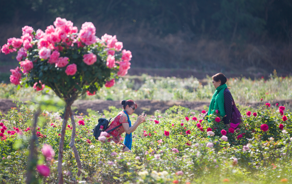 七彩西昌網紅預定月季花海薔薇花瀑前來報到