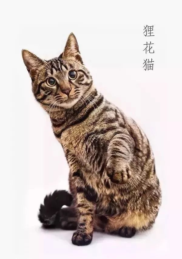 中国本土猫种图片