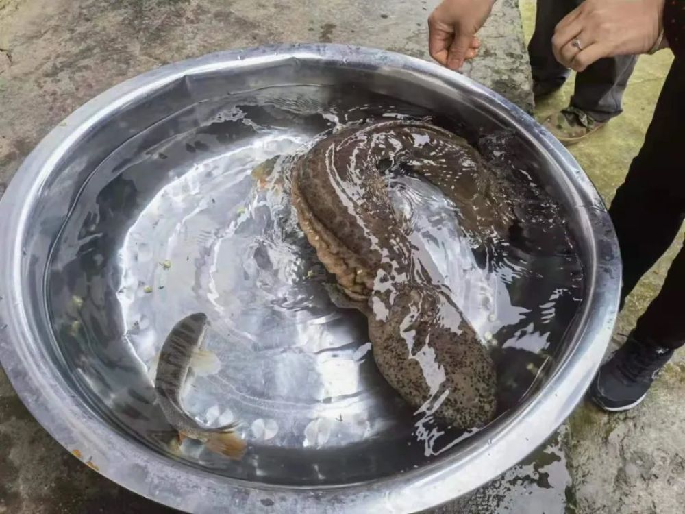 石阡一村民发现野生娃娃鱼主动放生回归大自然