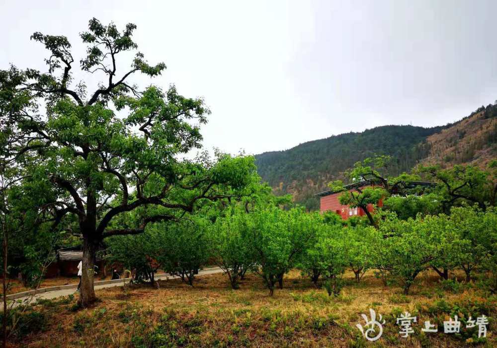 4月17日,记者走进会泽水城扩红文化生态园,一座高达11.