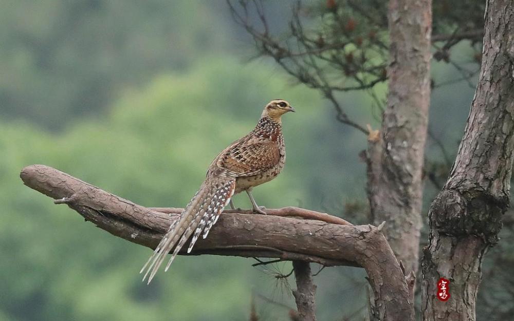 白冠长尾雉雌性