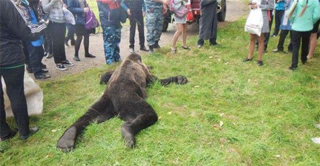 日本史上吃人最多的野兽,高智商犯罪堪比灵异事件,捕杀后被分食