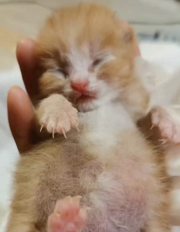 医生在雷神山医院捡到一只小橘猫才一年就变成哈哈哈笑喷