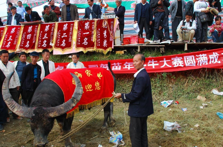 雷公山牛王死后16人抬棺拿茅台酒祭祀主人为它养老送终