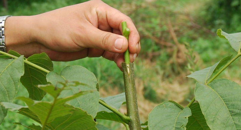 養花種草:掌握嫁接妙招,新人盆栽不用擔心養不活,開花少了