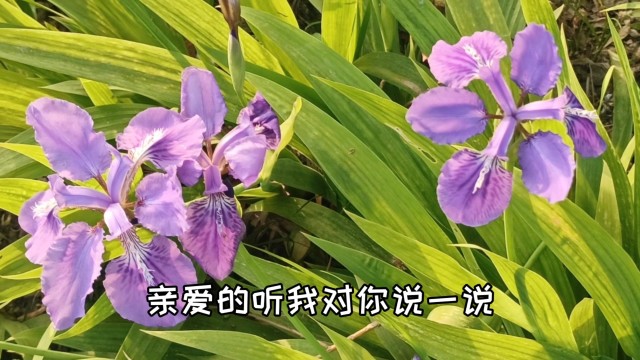 哈萨克族民歌燕子唱出淡淡的忧伤和思念应景的燕子花