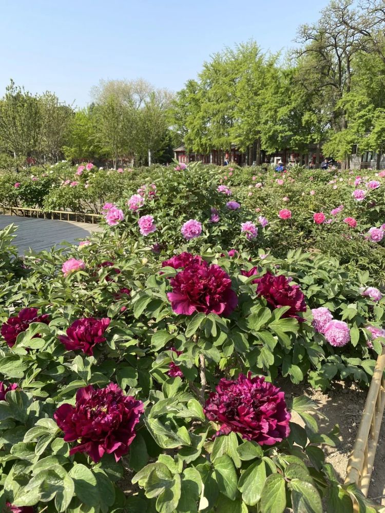 圆明园万株牡丹动京城