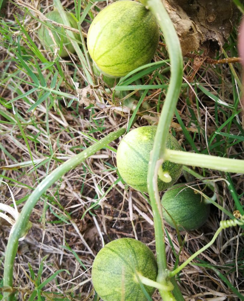 这种野果,让农民们都非常讨厌,如今摇身一变,广受欢迎