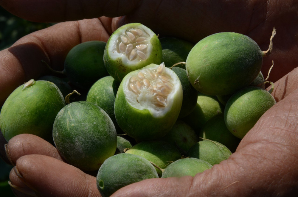 这种野果,让农民们都非常讨厌,如今摇身一变,广受欢迎