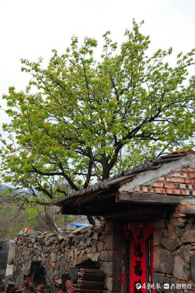 情报站时光穿梭打卡日照五莲房家沟感受不一样的风土人情