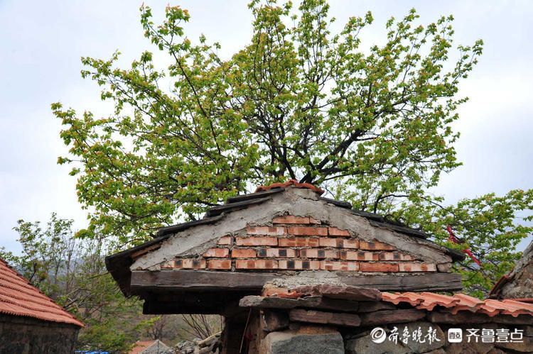 情报站时光穿梭打卡日照五莲房家沟感受不一样的风土人情