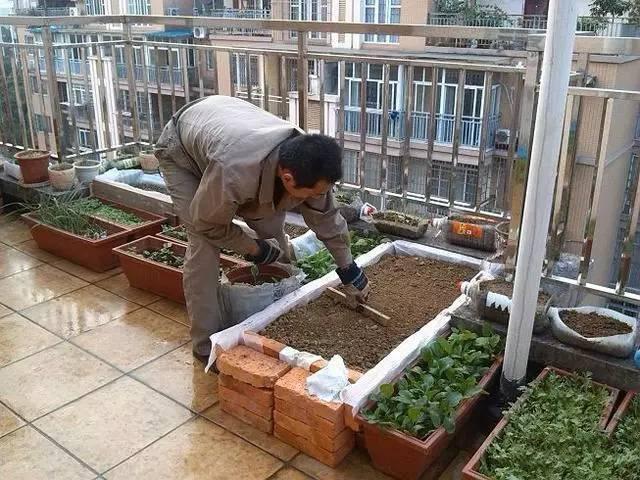 楼顶种菜真的合适吗?看样子长得也不怎么好!