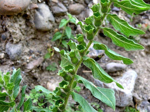 牙疼的钻心,连觉都睡不好,农村的野草治牙疼有一手!