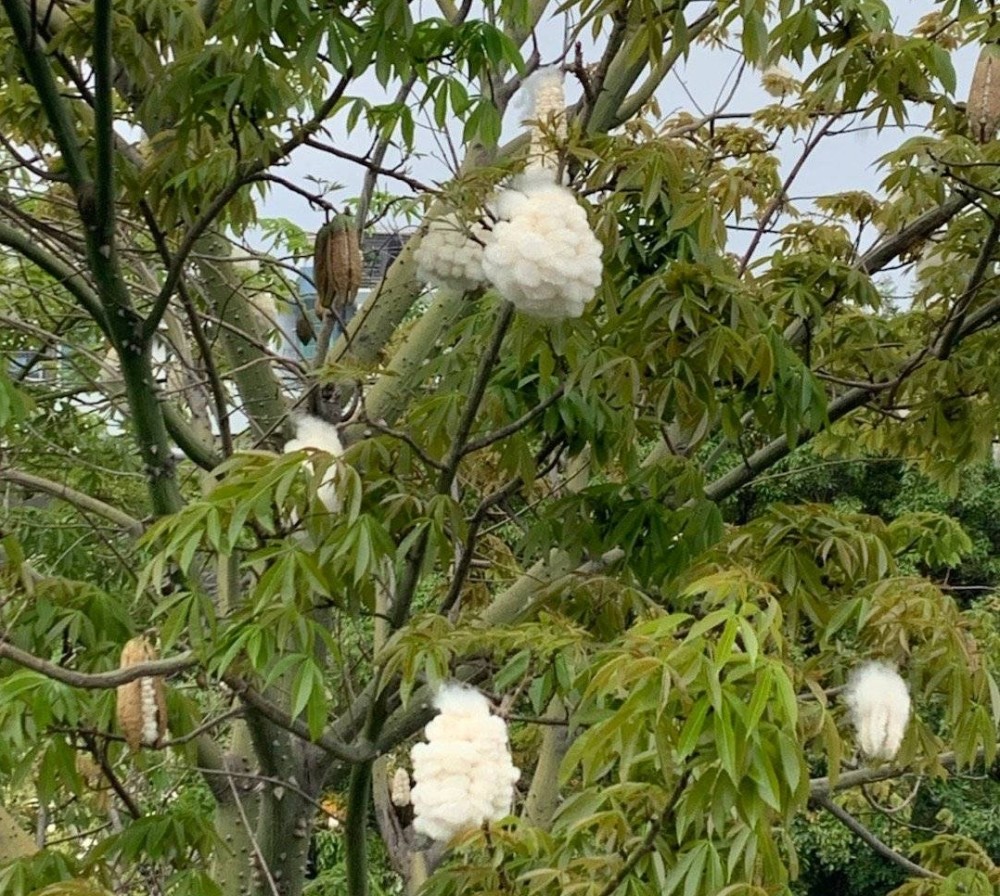 木棉花絮开始成熟 棉絮可作中药材也可填充棉被 赶紧捡些回家 腾讯新闻