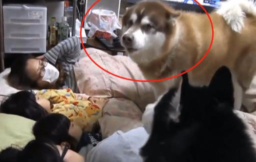 小主人从小抱着狗狗睡 这货都已经三岁了还在耍赖皮 腾讯新闻