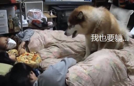 小主人从小抱着狗狗睡 这货都已经三岁了还在耍赖皮 腾讯新闻