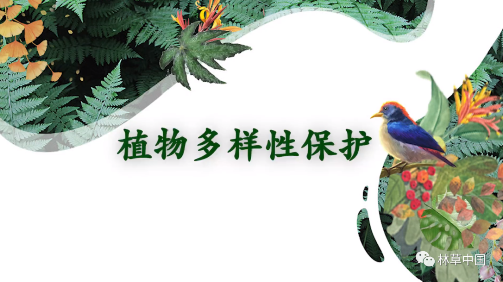 野生植物保护中国植物多样性保护