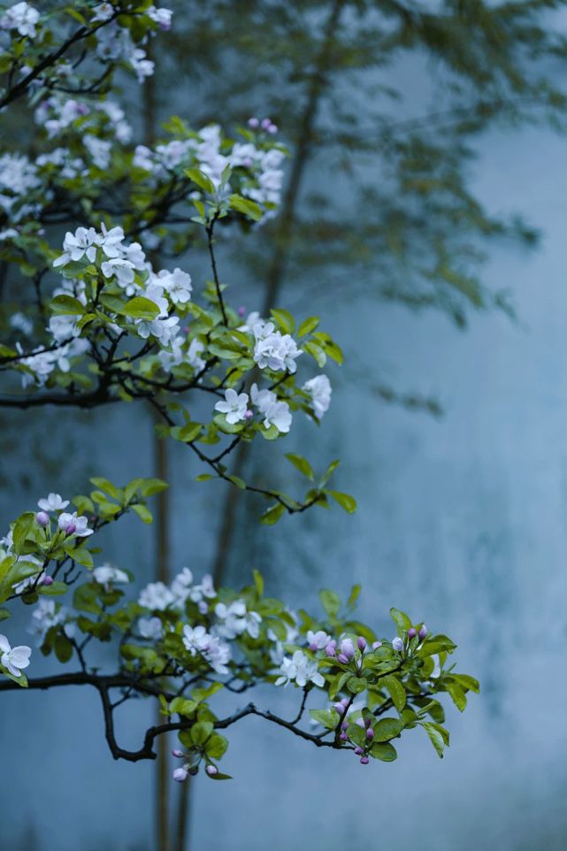 一春花事将尽了,谷雨之后,绿肥红瘦.图|蒽子 08