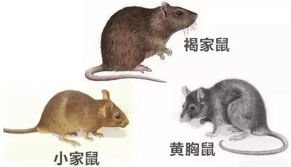 家鼠和田鼠的区别图片图片