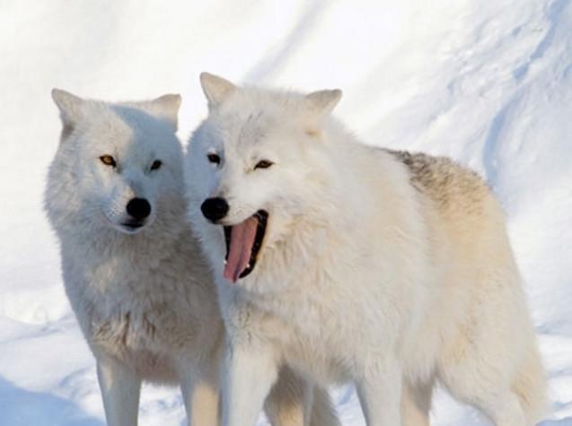 全球已灭绝的八大国宝级野兽 黑色狮子 黑狼 黄虎世所罕见 腾讯新闻