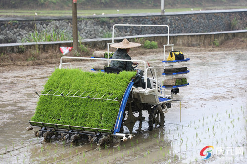 【庆元】当水稻种植用上机械化,绿色,高效,增产!