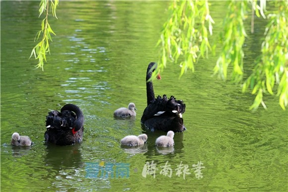 這裡有一道春天裡的可愛風景濟南動物園黑天鵝夫婦喜添新丁