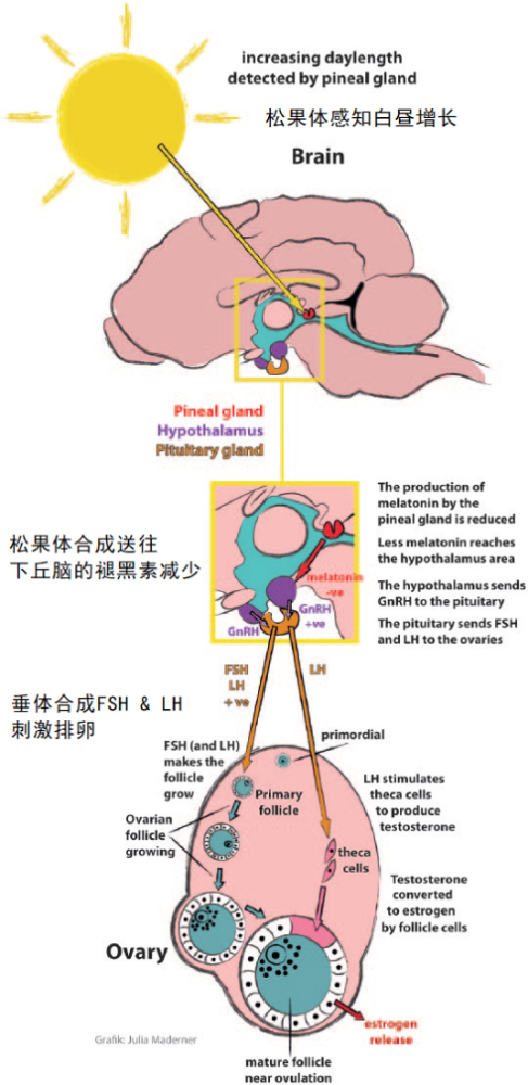 它可以通過下丘腦-垂體-性腺軸(hpga)抑制促性腺激素釋放激素(gnrh)的