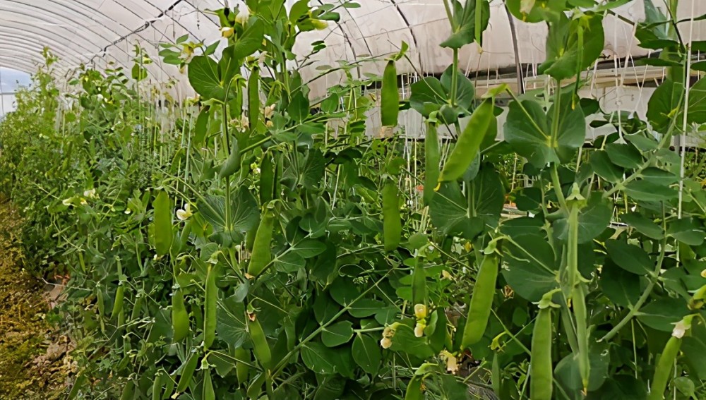 黔南龙里:40亩豌豆荚抢鲜上市_腾讯新闻