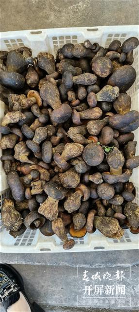 2小时抢光昆明市场野生黑牛肝上市180元公斤