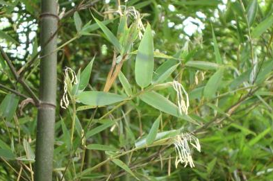 老话说竹子开花赶紧搬家古人说的这句话有什么含义