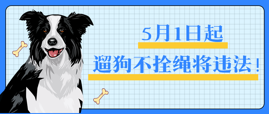 明确了5月1日起遛狗不拴绳将违法