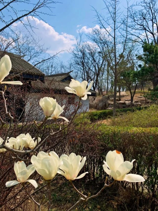 怎么拍怎么美|解锁关城花香百色打卡地,带你妥妥火出圈!