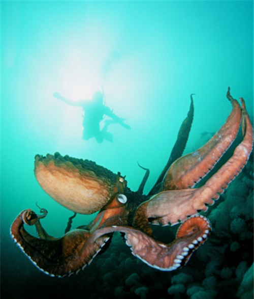 耶鲁大学的阿狄森博士曾在书中表达了自己的看法,他认为巨型章鱼活着