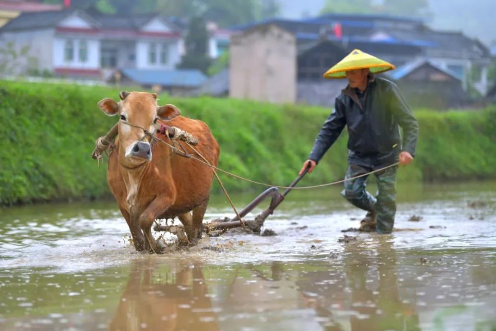 余庆石印开犁,场面太美!