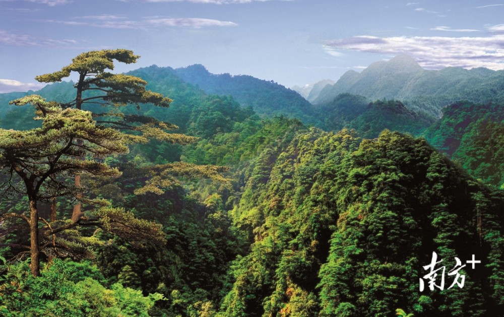 世界地球日要来了一起来寻找广东最美公益林天然林