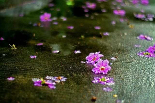 每日好詩詞今朝忍對落花紅白雲流水匆匆