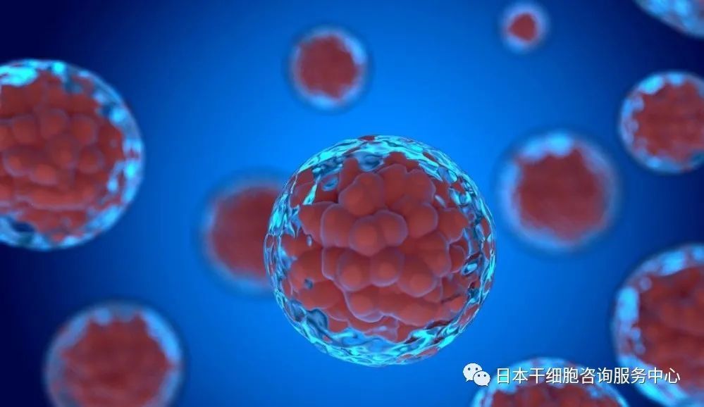 干细胞大致分为三种 简要解释说明es细胞 Ips细胞 成体干细胞 腾讯新闻