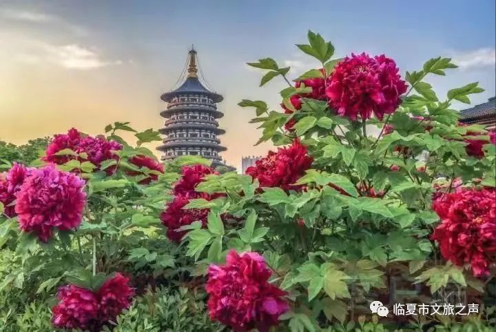 被称为"小洛阳"的河州也即将临来"佰益置业"2021河州牡丹文化月