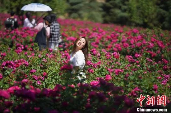 云南的花儿有多“红”？今天，上海这场盛会告诉你！