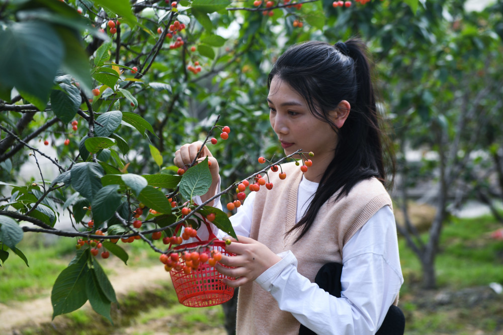 (经济)浙江长兴:樱桃丰收富农家