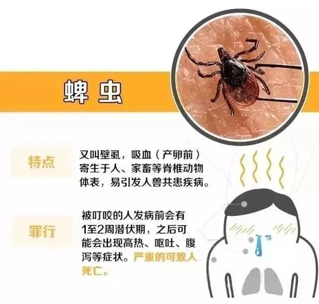 春夏蜱虫活跃 要小心防范哦!_腾讯新闻