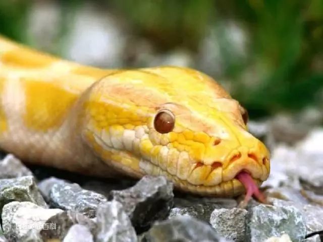 巨蛇出没!徐闻惊现一条"黄金蟒",胆大村民直接上手,结果._腾讯新闻