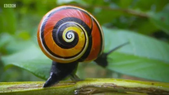 为什么蜗牛会拥有如此鲜艳的色彩呢?