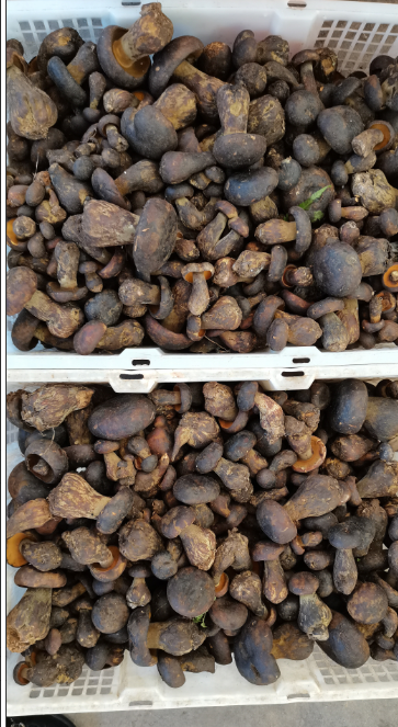 木水花市场野生黑牛肝上市2小时就被抢光180元1公斤