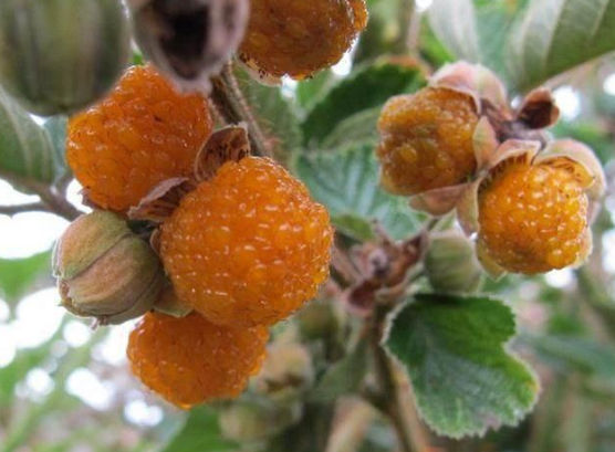 长在刺堆上的黄草莓我有十几年没见过了儿时摘它没少被刺