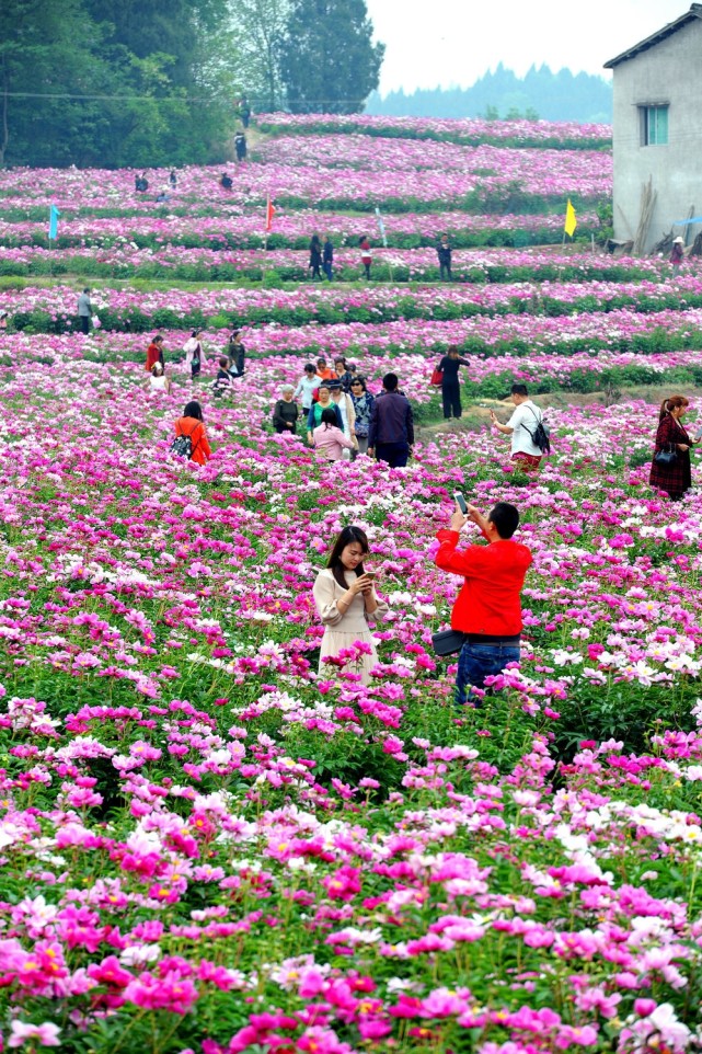 中江玉兴镇芍药花地址图片