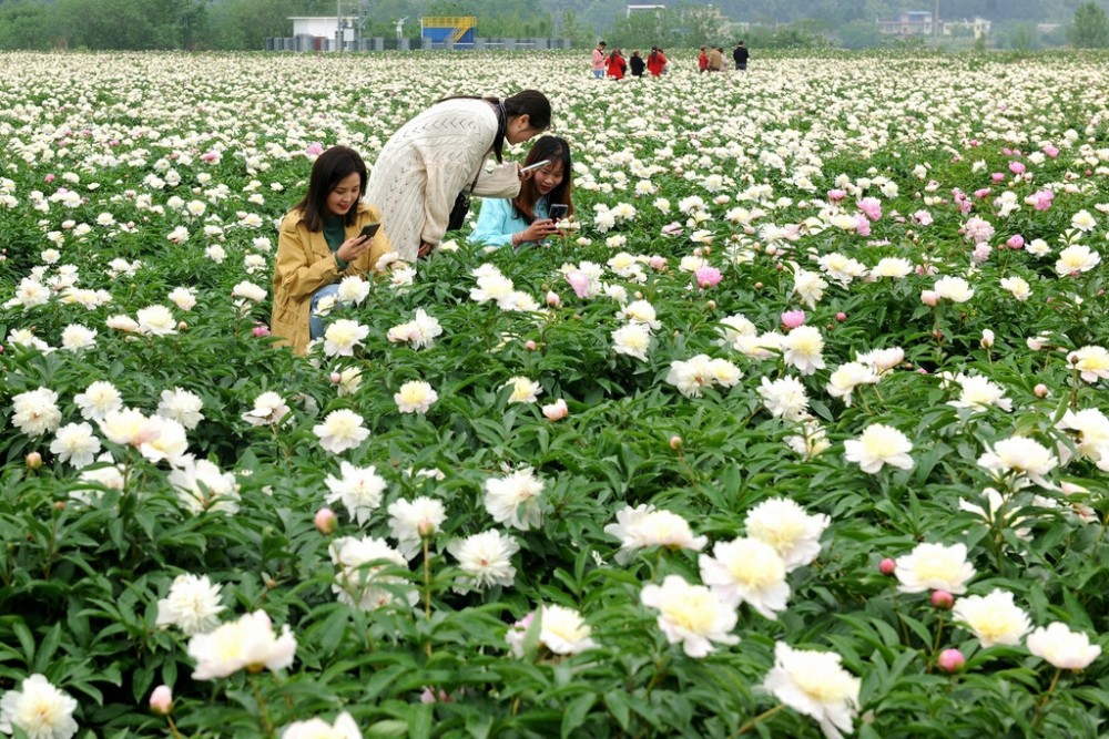 多图359万亩中江芍药已开好快来抓住春天的尾巴